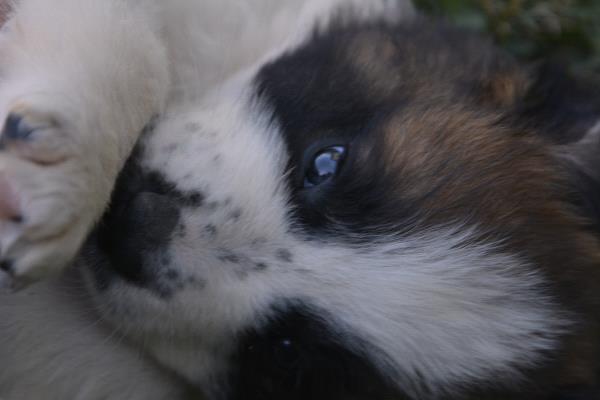 /Images/uploads/Humane Society of Utah/HSUCalendar/entries/1148thumb.jpg